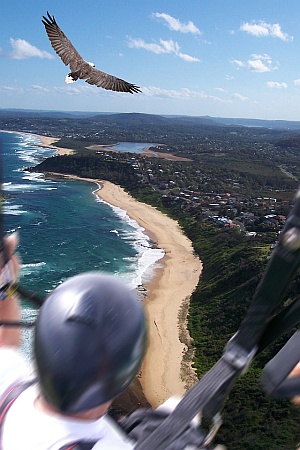 Forresters Beach Sea Eagle 01c