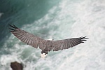 Sea Eagleth